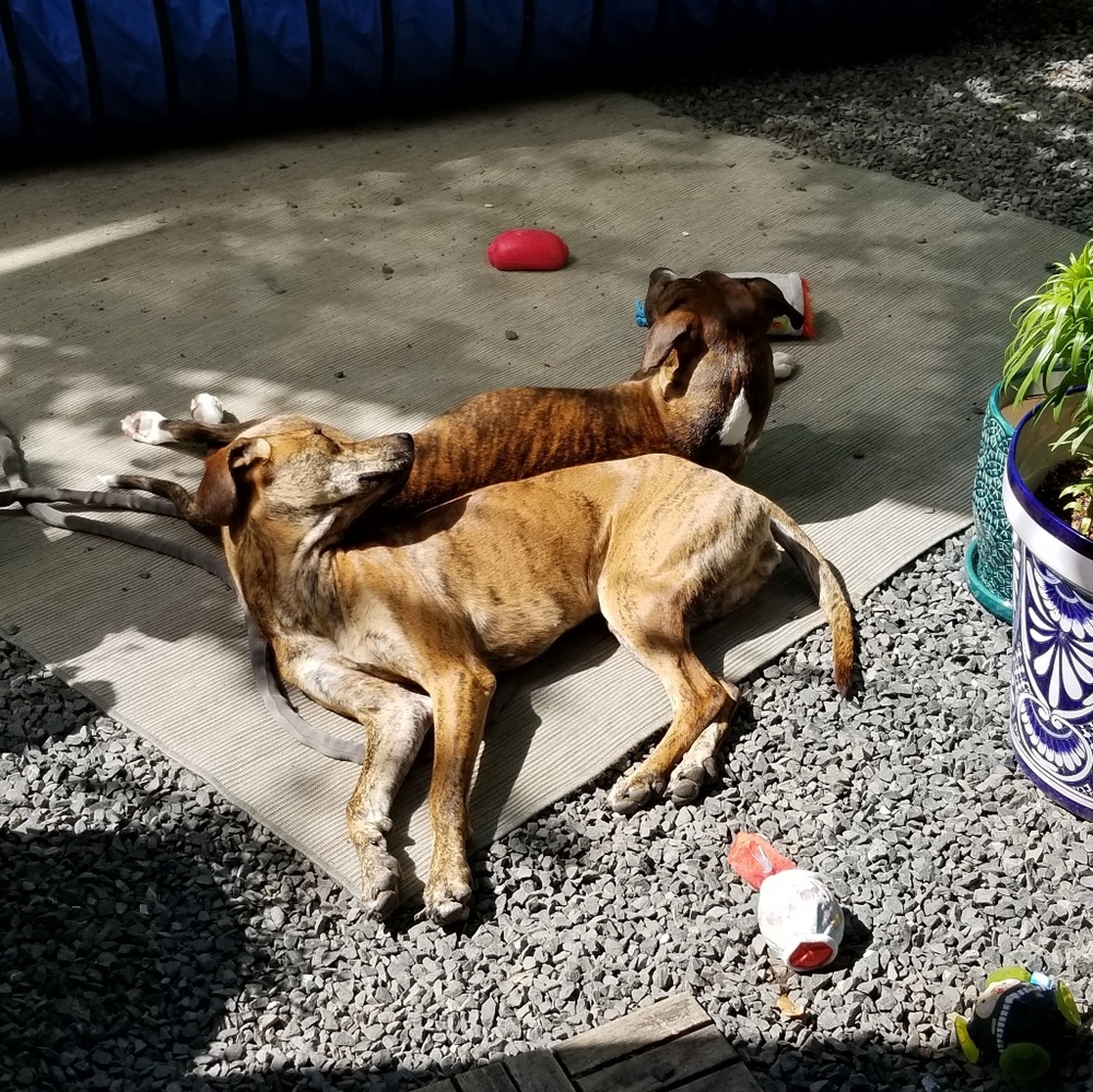 Meet your Posher, Tricia